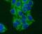 Syntaxin 17 antibody, FNab08448, FineTest, Immunofluorescence image 