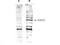 DNA repair protein RAD52 homolog antibody, TA319514, Origene, Western Blot image 