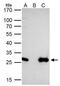 Homeobox protein engrailed-2 antibody, PA5-28953, Invitrogen Antibodies, Immunoprecipitation image 