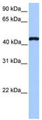 TEA Domain Transcription Factor 3 antibody, TA343374, Origene, Western Blot image 