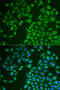 Pancreatic Lipase antibody, 22-186, ProSci, Immunofluorescence image 