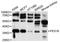Peroxisomal Biogenesis Factor 16 antibody, STJ112423, St John