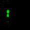 Fc-gamma-RIIa antibody, 10374-RP02, Sino Biological, Western Blot image 