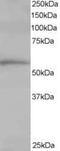 T-Complex 1 antibody, PA5-18251, Invitrogen Antibodies, Western Blot image 