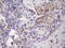 Homeobox protein NOBOX antibody, LS-C340507, Lifespan Biosciences, Immunohistochemistry frozen image 