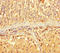ADP Ribosylation Factor Like GTPase 16 antibody, LS-C395694, Lifespan Biosciences, Immunohistochemistry paraffin image 