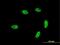 General Transcription Factor IIA Subunit 1 Like antibody, MA5-21229, Invitrogen Antibodies, Immunofluorescence image 