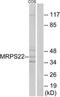 Mitochondrial Ribosomal Protein S22 antibody, TA315635, Origene, Western Blot image 