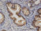 25-hydroxycholesterol 7-alpha-hydroxylase antibody, LS-C134000, Lifespan Biosciences, Immunohistochemistry frozen image 