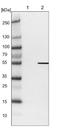 DNA Polymerase Epsilon 2, Accessory Subunit antibody, NBP1-87970, Novus Biologicals, Western Blot image 
