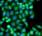 Serine/threonine-protein kinase PAK 2 antibody, FNab06122, FineTest, Immunofluorescence image 