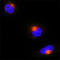 Golgin A2 antibody, AF8199, R&D Systems, Immunocytochemistry image 