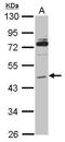 Melanocyte Inducing Transcription Factor antibody, GTX113776, GeneTex, Western Blot image 