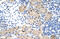 Ribonuclease H2 subunit A antibody, 29-378, ProSci, Immunohistochemistry frozen image 