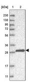 Density Regulated Re-Initiation And Release Factor antibody, PA5-54507, Invitrogen Antibodies, Western Blot image 