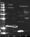 Streptavidin antibody, orb344779, Biorbyt, Western Blot image 