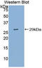 Contactin-associated protein-like 4 antibody, LS-C293524, Lifespan Biosciences, Western Blot image 