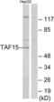 TATA-binding protein-associated factor 2N antibody, abx013735, Abbexa, Western Blot image 