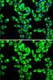 Ribosomal Protein L14 antibody, GTX33473, GeneTex, Immunofluorescence image 