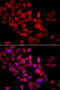 p220 antibody, 23-023, ProSci, Immunofluorescence image 