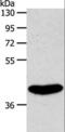 Sphingosine 1-phosphate receptor 4 antibody, LS-B14288, Lifespan Biosciences, Western Blot image 