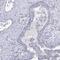 Lymphocyte Antigen 6 Family Member G5C antibody, NBP1-91160, Novus Biologicals, Immunohistochemistry frozen image 