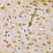 RUN And FYVE Domain Containing 1 antibody, A10201, Boster Biological Technology, Immunohistochemistry frozen image 