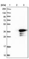 Cilia And Flagella Associated Protein 298 antibody, PA5-55990, Invitrogen Antibodies, Western Blot image 