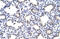 MANSC Domain Containing 1 antibody, 28-062, ProSci, Immunohistochemistry frozen image 