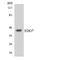 Lpa3 antibody, LS-C291909, Lifespan Biosciences, Western Blot image 