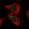 Pseudouridine Synthase 7 Like antibody, NBP2-31630, Novus Biologicals, Immunofluorescence image 