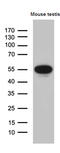 Y-Box Binding Protein 2 antibody, M08610-1, Boster Biological Technology, Western Blot image 