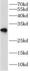 Probable arylformamidase antibody, FNab00202, FineTest, Western Blot image 