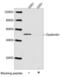 Dysbindin-1 antibody, orb376149, Biorbyt, Western Blot image 