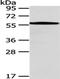 Checkpoint Kinase 1 antibody, TA350636, Origene, Western Blot image 