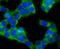 Cytochrome b-c1 complex subunit Rieske, mitochondrial antibody, A08781-1, Boster Biological Technology, Immunocytochemistry image 