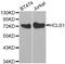 Hematopoietic Cell-Specific Lyn Substrate 1 antibody, MBS127116, MyBioSource, Western Blot image 