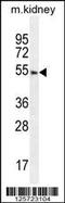 F-Box Protein 24 antibody, 55-556, ProSci, Western Blot image 