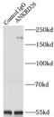 Ankyrin Repeat Domain 26 antibody, FNab00411, FineTest, Immunoprecipitation image 