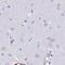 Sentan, Cilia Apical Structure Protein antibody, PA5-60323, Invitrogen Antibodies, Immunohistochemistry frozen image 