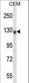 HERG antibody, LS-C165420, Lifespan Biosciences, Western Blot image 
