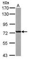 Rac GTPase-activating protein 1 antibody, TA308788, Origene, Western Blot image 
