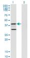 Prostaglandin E Synthase 2 antibody, H00080142-M01, Novus Biologicals, Western Blot image 