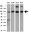 Phosphodiesterase 4A antibody, MA5-25108, Invitrogen Antibodies, Western Blot image 