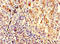 Solute Carrier Family 25 Member 5 antibody, orb44154, Biorbyt, Immunohistochemistry paraffin image 