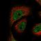 Armadillo Repeat Containing 3 antibody, PA5-58125, Invitrogen Antibodies, Immunofluorescence image 