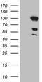 MutL Homolog 1 antibody, TA810257S, Origene, Western Blot image 
