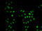 Mortality Factor 4 Like 1 antibody, LS-B13900, Lifespan Biosciences, Immunofluorescence image 
