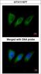 Protein Kinase N2 antibody, LS-C186221, Lifespan Biosciences, Immunocytochemistry image 