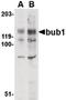 BUB1 Mitotic Checkpoint Serine/Threonine Kinase antibody, LS-B2108, Lifespan Biosciences, Western Blot image 